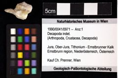 Foto (Objket + Etiketten) von Decapoda indet. 